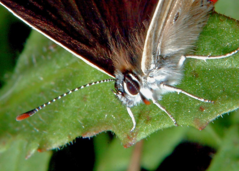 Aricia agestis